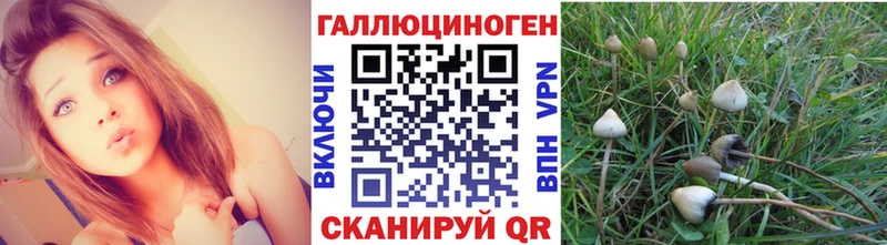 хочу Кировск Псилоцибиновые грибы Psilocybine cubensis
